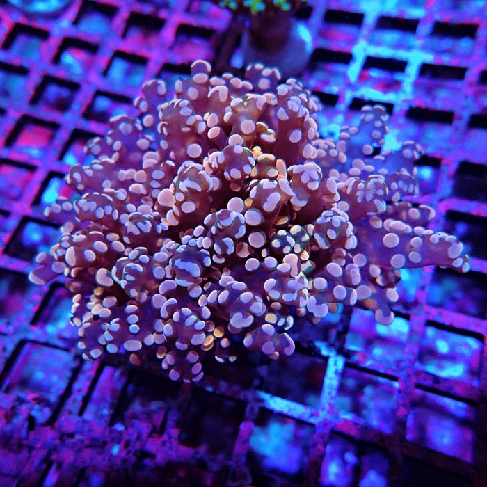 Euphyllia Pink Branch Frogspawn