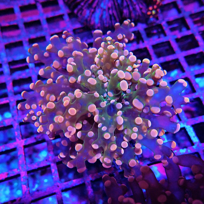 Euphyllia Pink Branch Frogspawn Premium