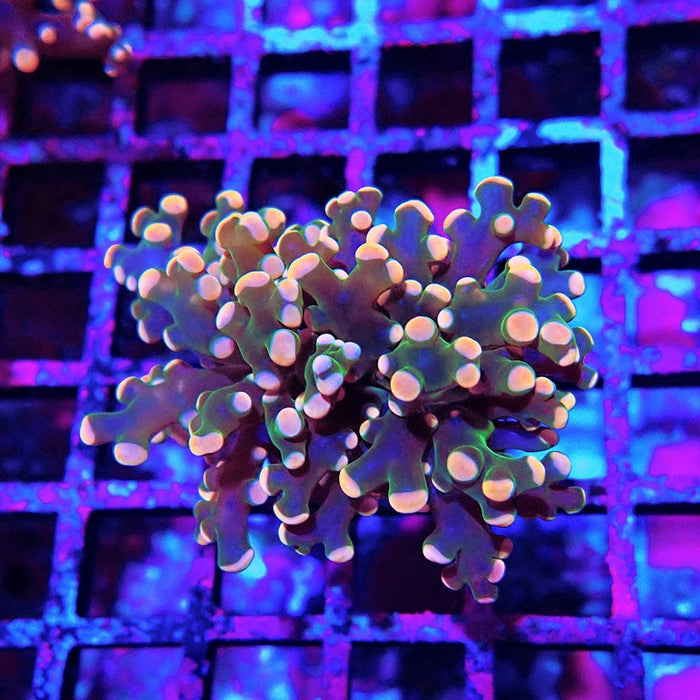 Euphyllia Pink Branch Frogspawn Premium