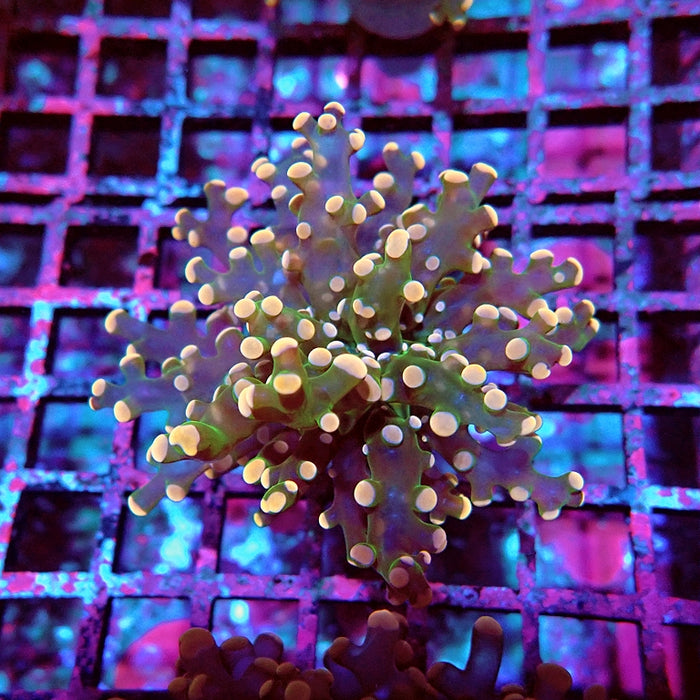 Euphyllia Pink Branch Frogspawn Premium