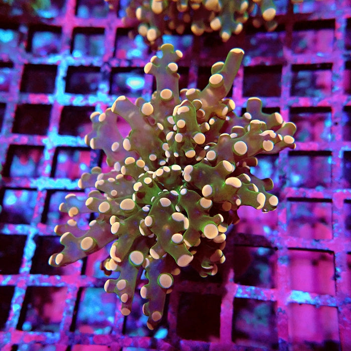 Euphyllia Pink Branch Frogspawn Premium