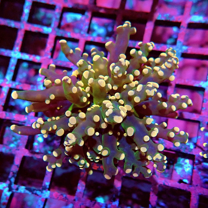 Euphyllia Pink Branch Frogspawn Premium