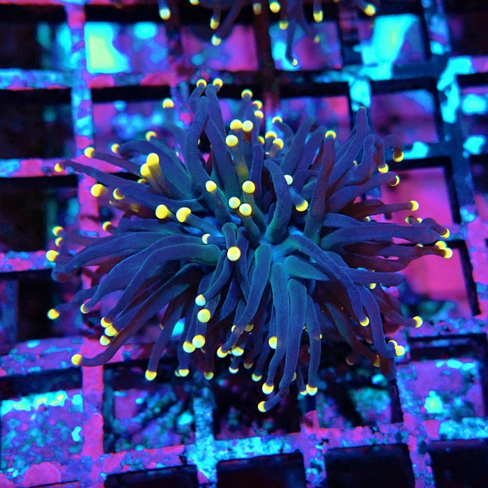 Euphyllia Pure Dark Orange Tips Torch