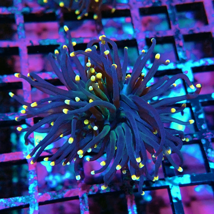 Euphyllia Pure Dark Orange Tips Torch