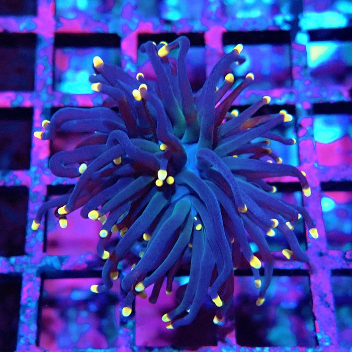 Euphyllia Pure Dark Orange Tips Torch