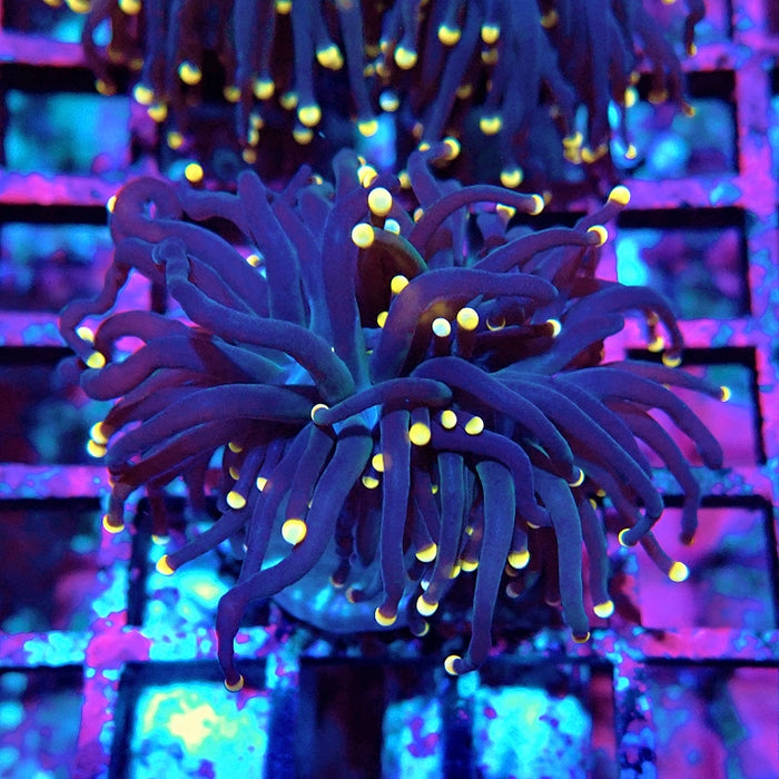 Euphyllia Pure Dark Orange Tips Torch
