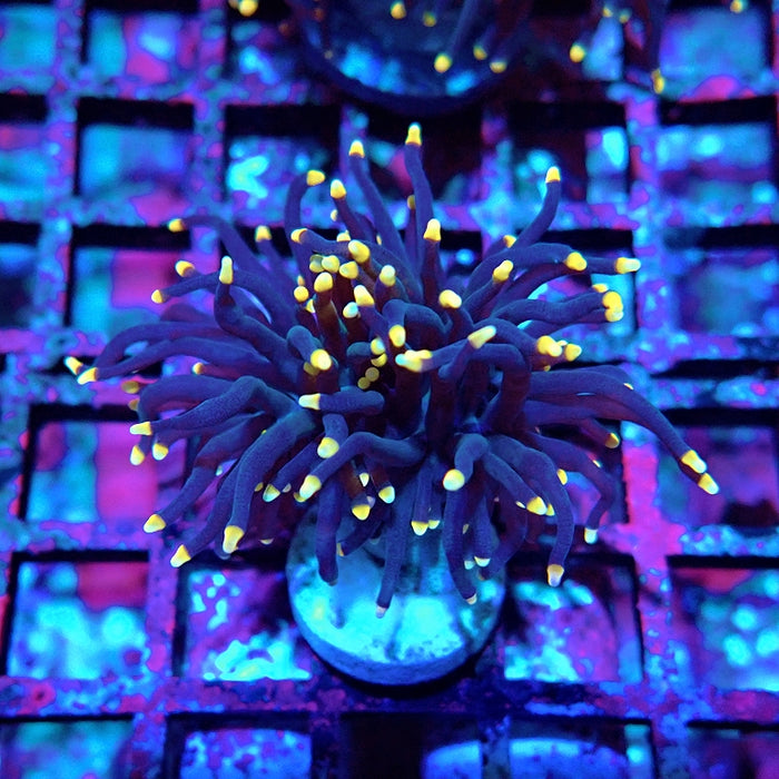 Euphyllia Pure Dark Orange Tips Torch