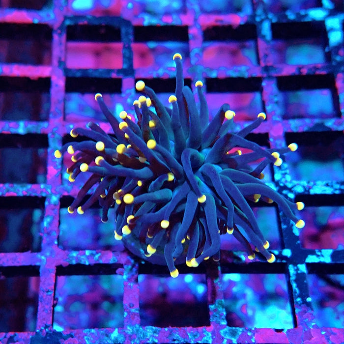 Euphyllia Pure Dark Orange Tips Torch