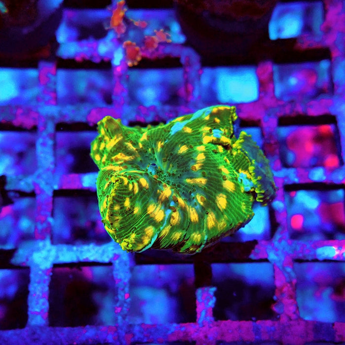 Discosoma Super Grade