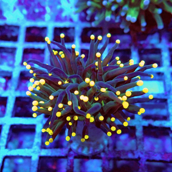 Euphyllia Dark Yellow Tips Torch