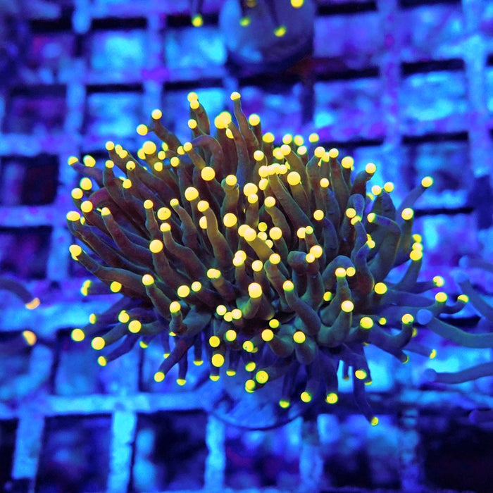 Euphyllia Dark Yellow Tips Torch