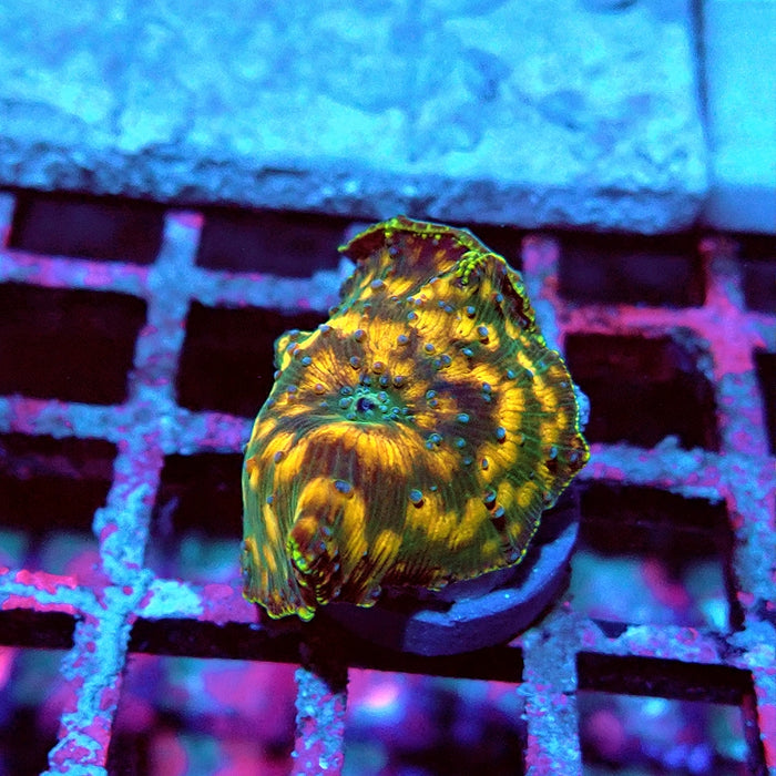 Discosoma Super Grade