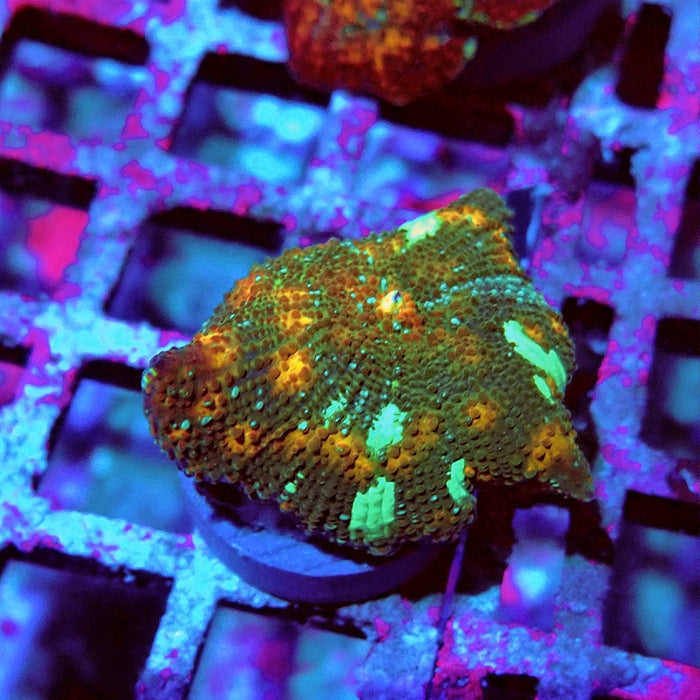 Discosoma Ultra Grade