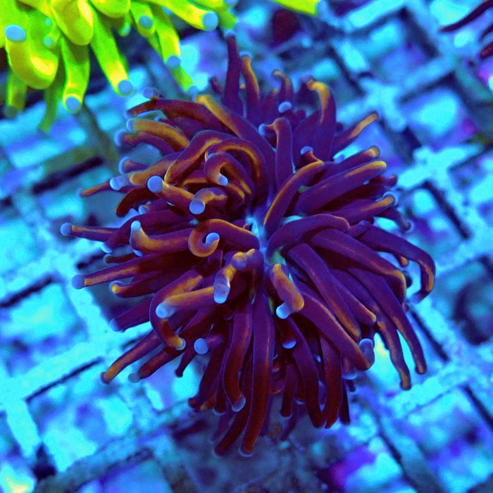Euphyllia Dark Orange Blue Tips Torch (Not Colored)