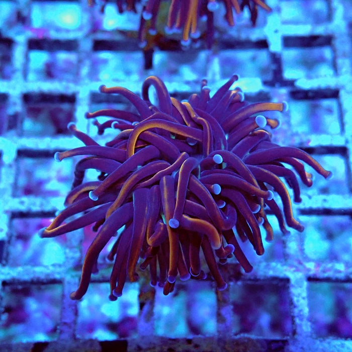 Euphyllia Dark Orange Blue Tips Torch (Not Colored)