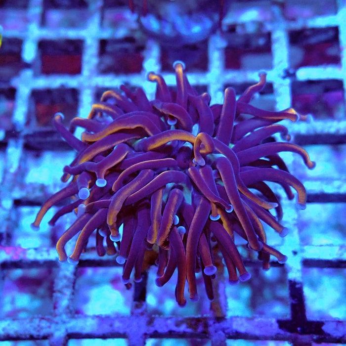 Euphyllia Dark Orange Blue Tips Torch (Not Colored)