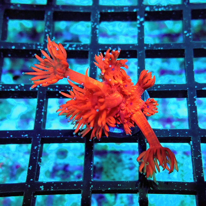 Goniopora Red Premium Long Polyps