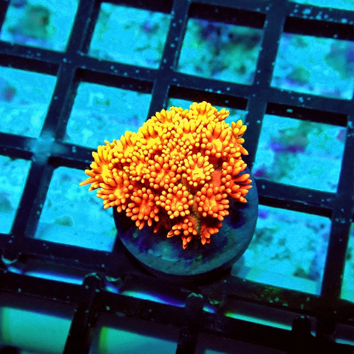 Goniopora Red Yellow Ultra