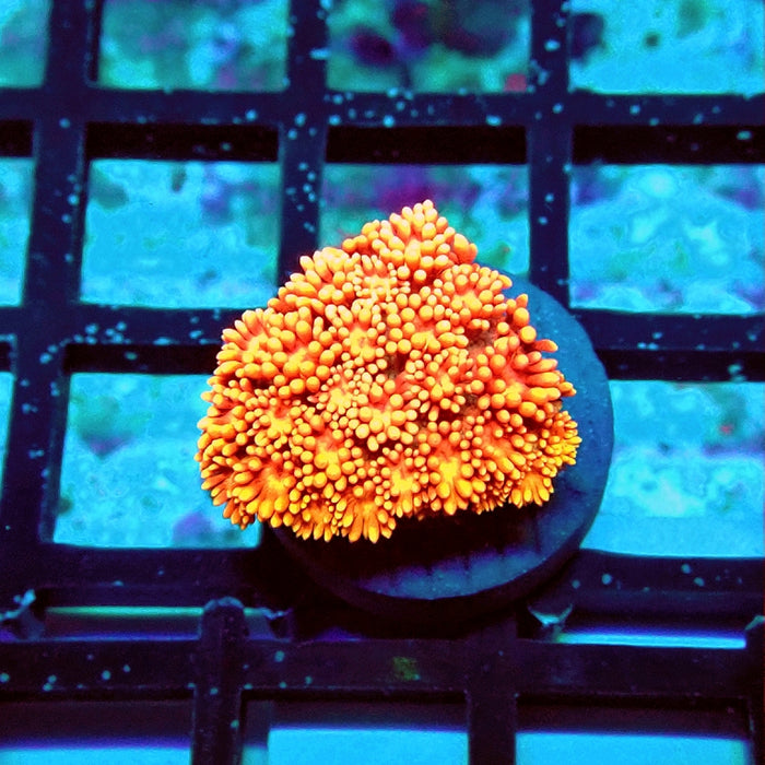 Goniopora Red Yellow Ultra