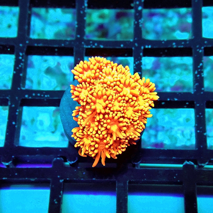 Goniopora Red Yellow Ultra