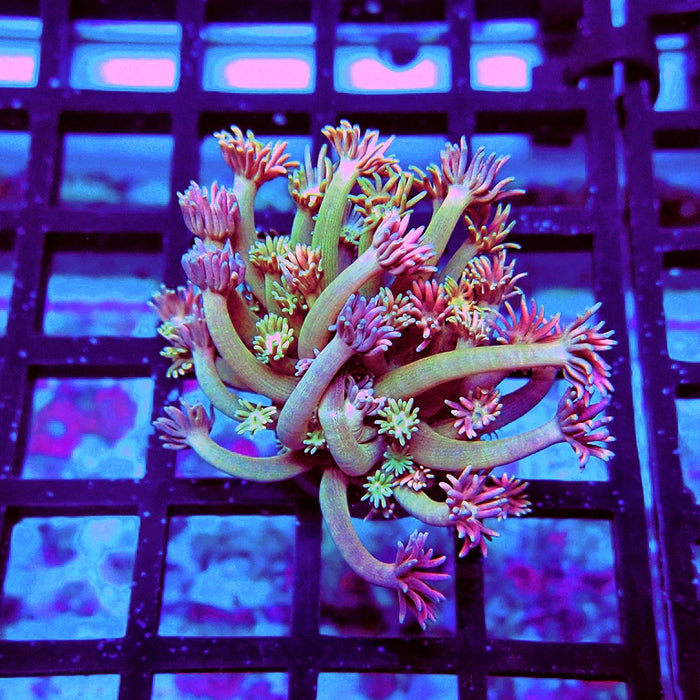 Goniopora Pink Green Base Long Polyps