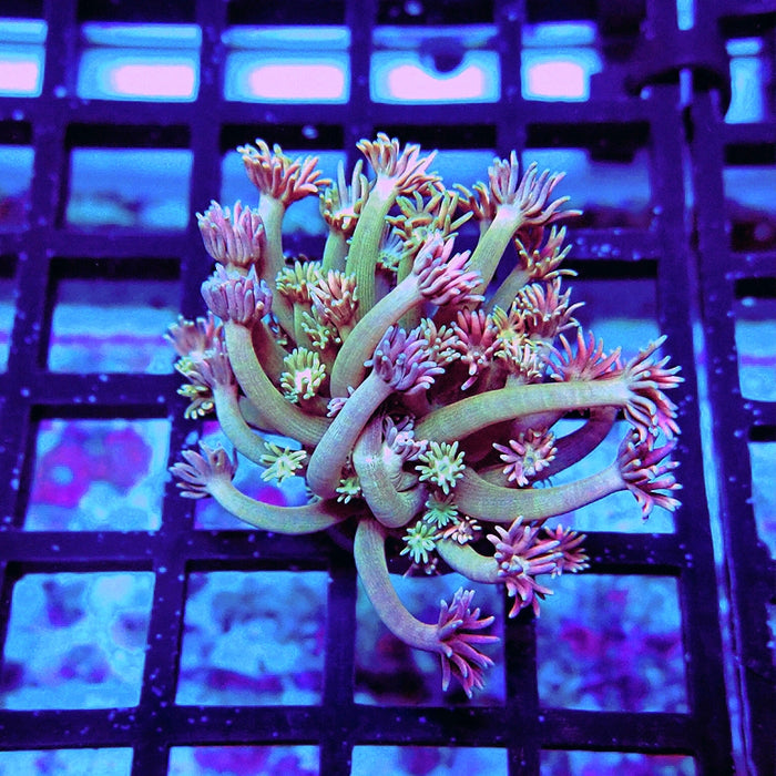 Goniopora Pink Green Base Long Polyps