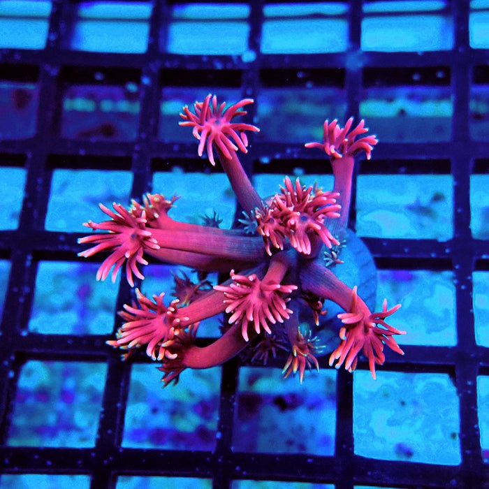 Goniopora Super Pink Contrast