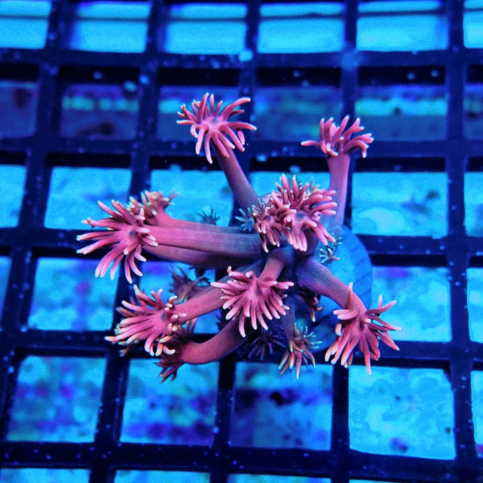 Goniopora Super Pink Contrast