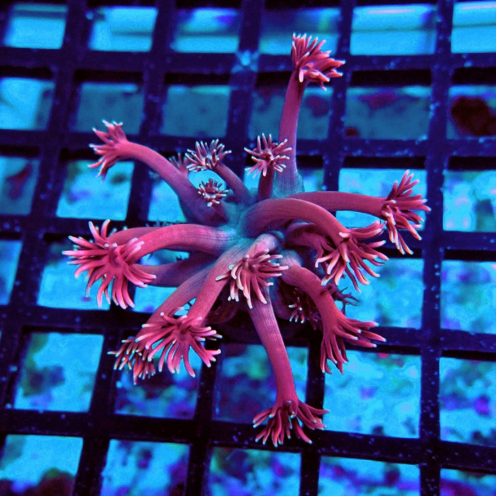 Goniopora Super Pink Contrast