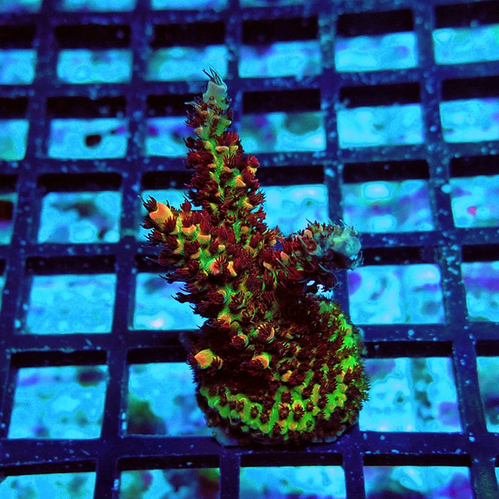 REx Fuzzy Red Happiness Acro