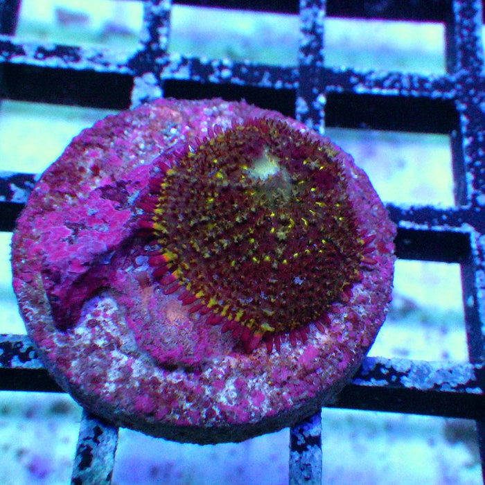 Rhodactis