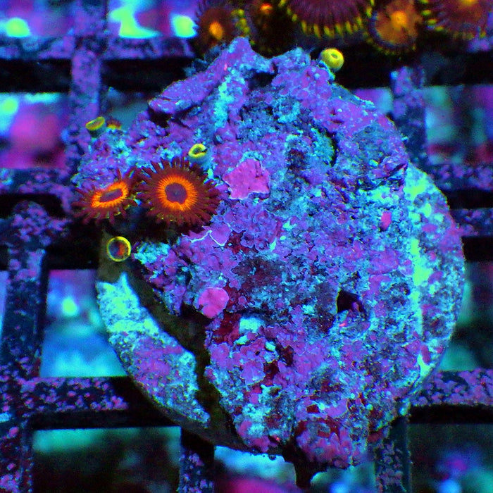Ultra Zoas Frag 0001