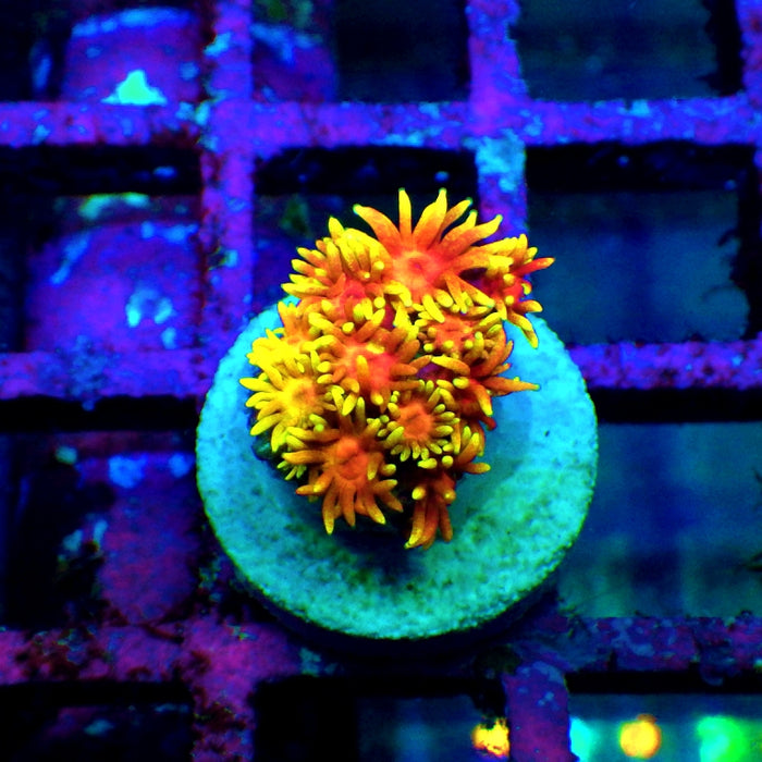 Goniopora Crazy Bright Ultra