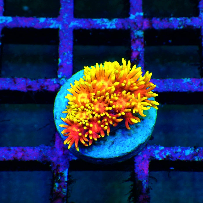 Goniopora Crazy Bright Ultra