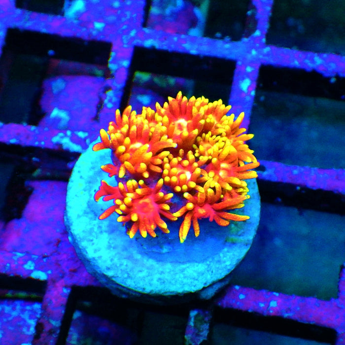 Goniopora Crazy Bright Ultra