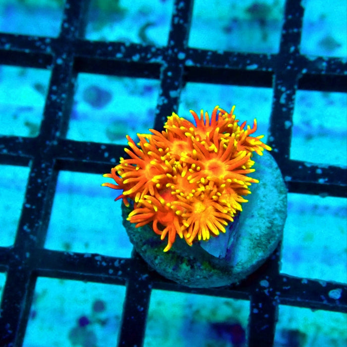 Goniopora Crazy Bright Ultra