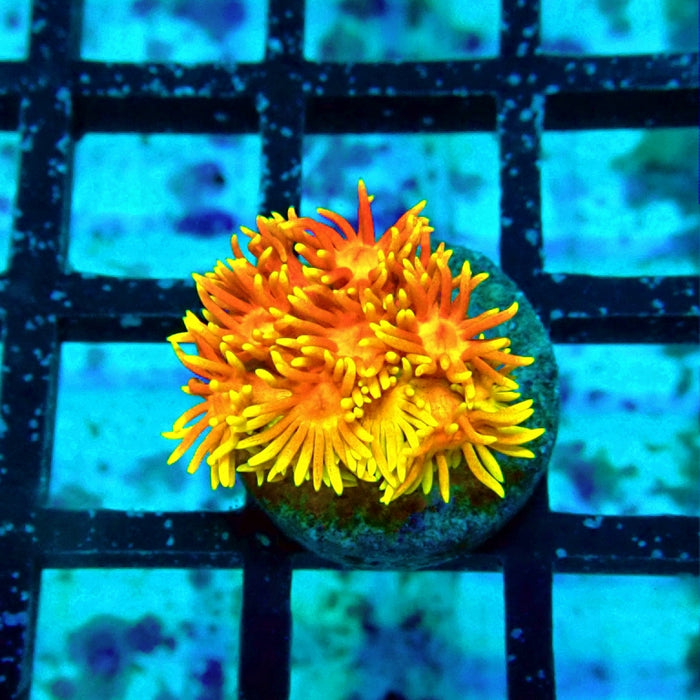 Goniopora Crazy Bright Ultra