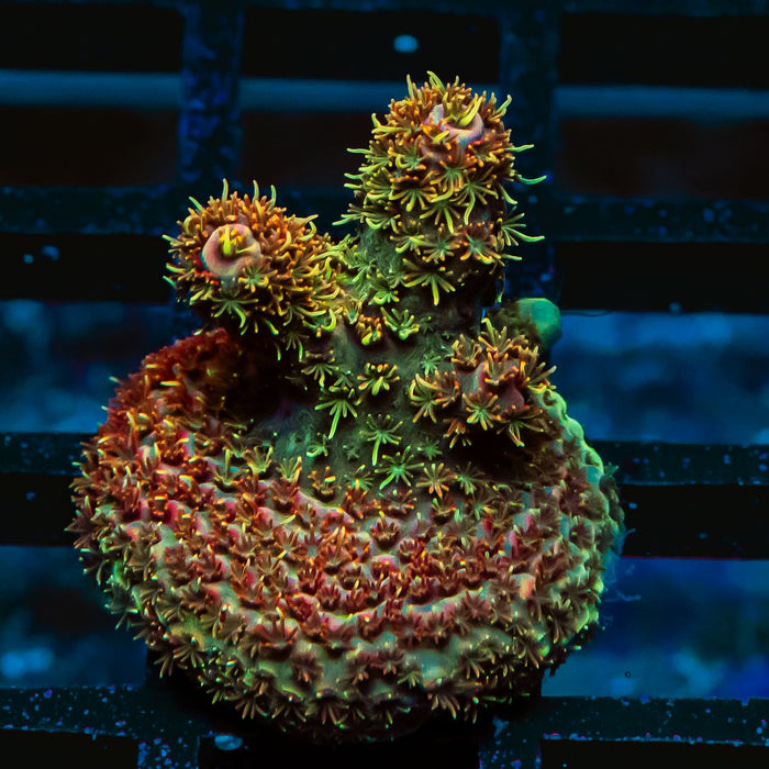 31 Acro Frag