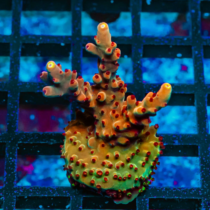 30 Acro Frag