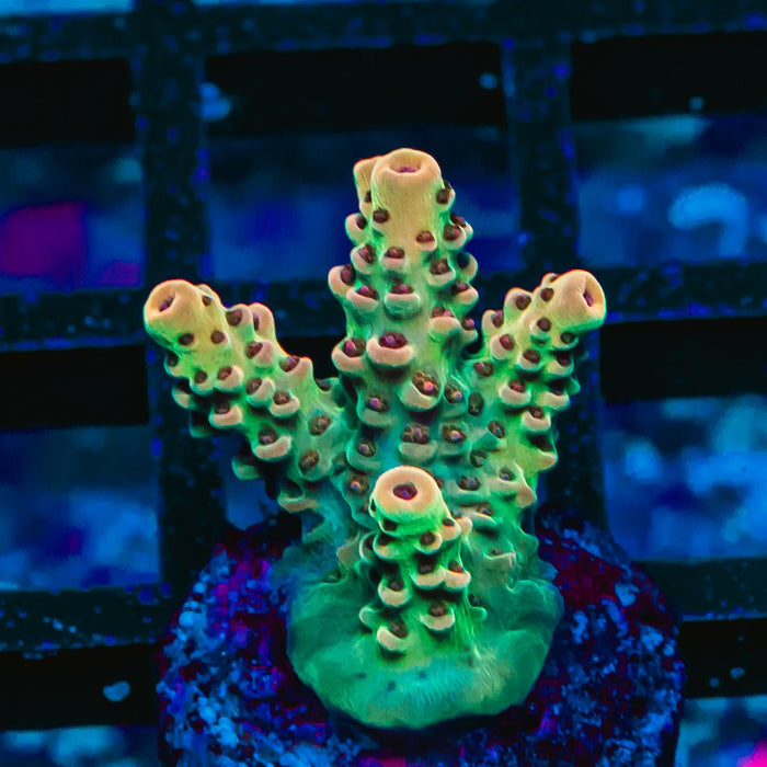 REx Apache Quadricolor