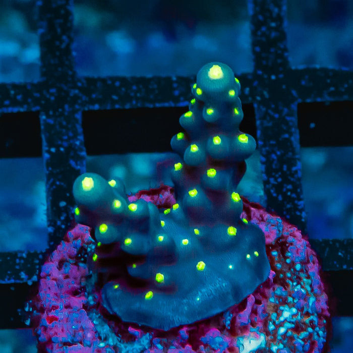 REx Blue Galaxy