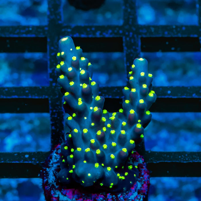 REx Blue Galaxy