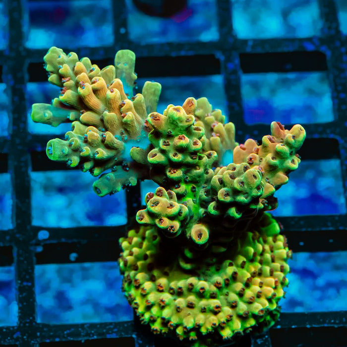 28 Acro Frag