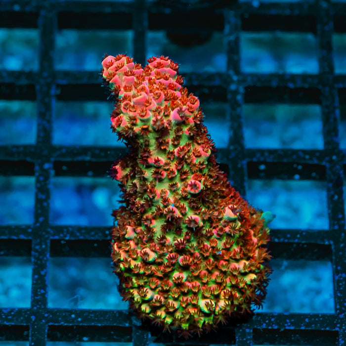 203 Acro Frag