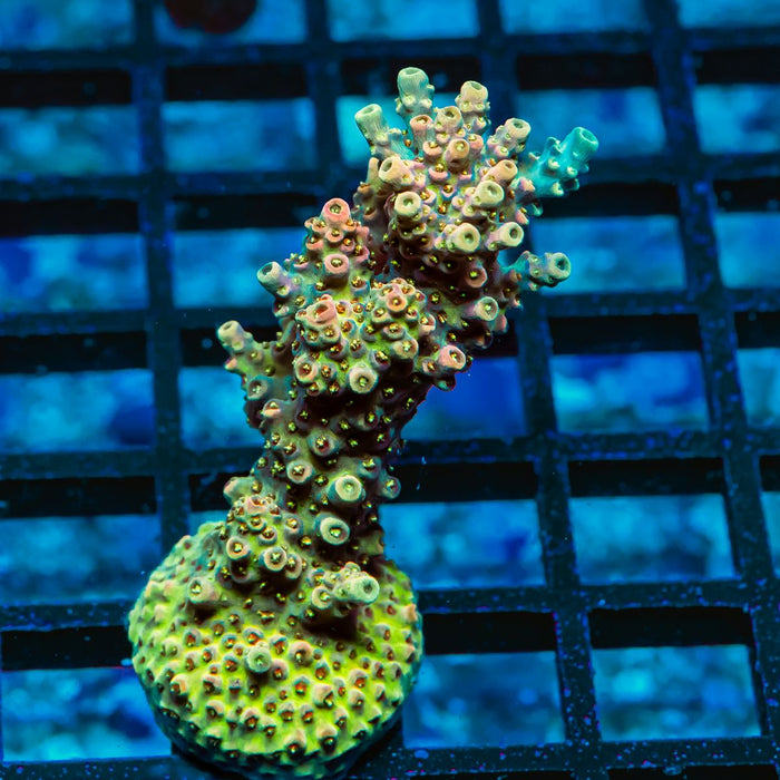 202 Acro Frag