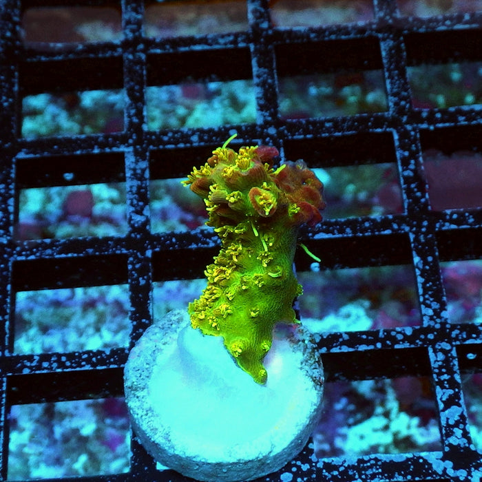 REx Rainbow Worms