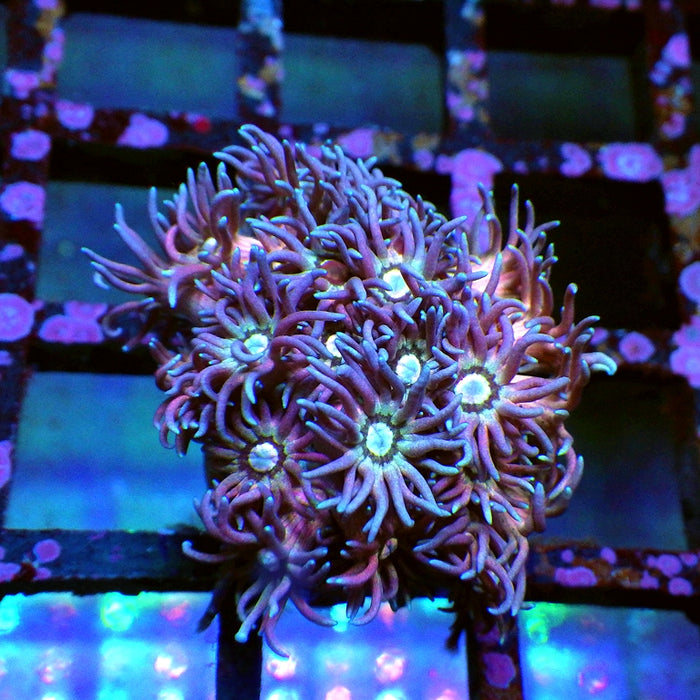 Goniopora Rainbow Super Ultra Grade 0080