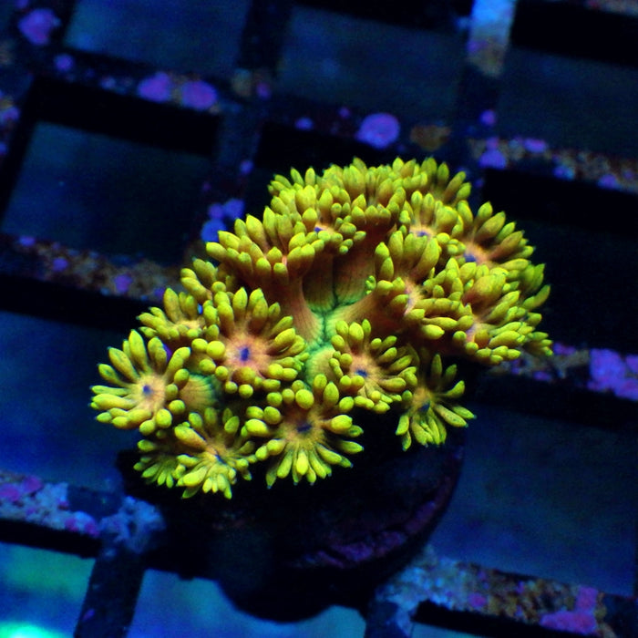 Goniopora Super Ultra 0032