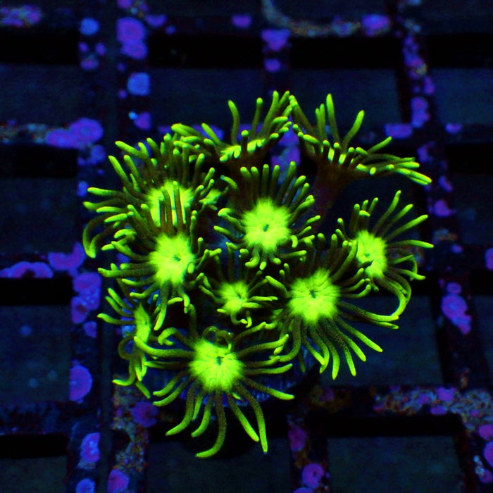 Goniopora Super Ultra 0070