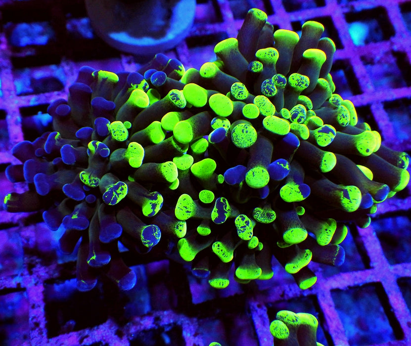 Euphyllia Green Branched Hammer